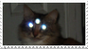 Cat Cat
